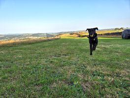 Finn appreciating the dog exercise area