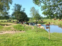 Cows in the morning