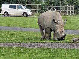 Rhino