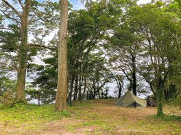 Forest floor above the sea