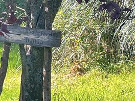 Love the handmade signs around the site