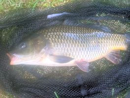 Caught plenty of fish