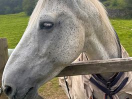 Farm horses are very friendly.