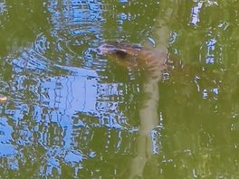 Pond views with fish.