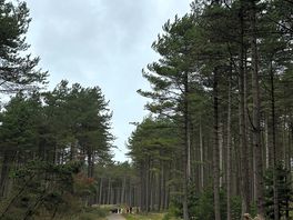 Llandwyn beach and woods