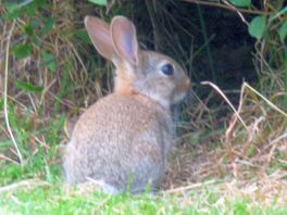 Wildlife around the lakes .