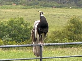 Resident peacock