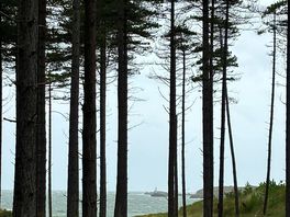 Llandwyn beach and woods the light house in the distance