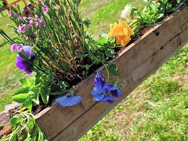 Beautiful flower boxes