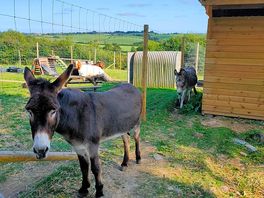 Donkey