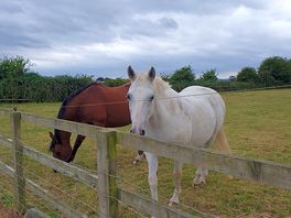 Beautiful horses