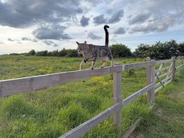 Friendly cat