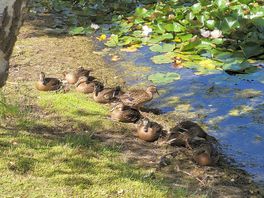 Same ducks