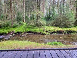 Hafren forest