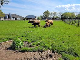Highland cow and calves