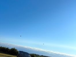 Hot air balloons and cows in surrounding fields