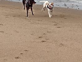 My dogs enjoyed it