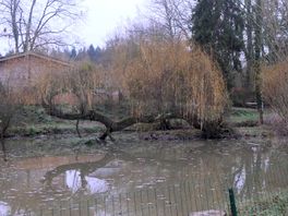 An old fallen willow.