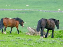 Horses in neighbouring field, they do come to side gate to rub against the post and say hello.