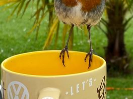 Resident robin saying hello