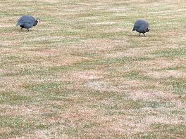 Wildlife. this wild birds coming to people.
