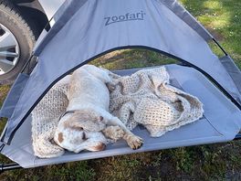 Dog enjoying a rest after finding a stream on our beautiful walk from the site.