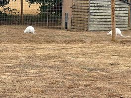 Wallabies