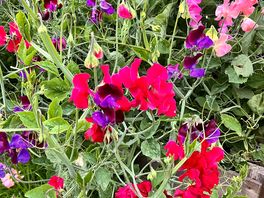 Stunningly beautiful flowers!