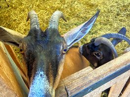 Goats up the hill