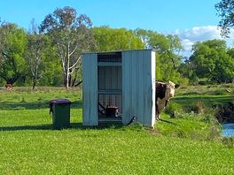 Cows always keeping an eye out!