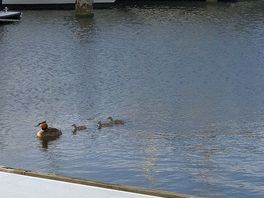 Family of grebes