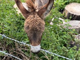 Cute donkey