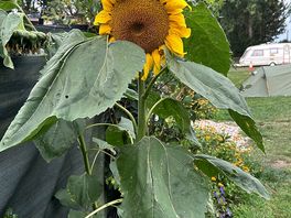 Beautiful flowers round the site
