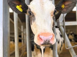 Cow!