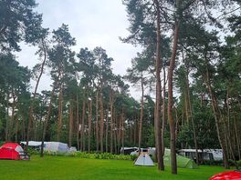 Peaceful forrest pitches.