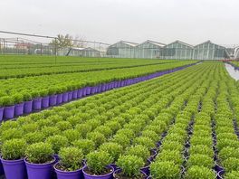 The herbs growing next door