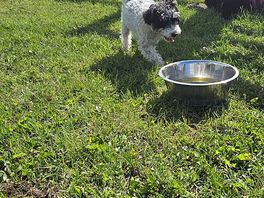 Dog park