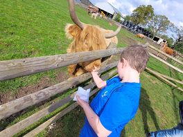 Highland cow