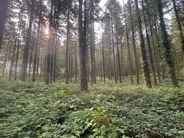 Into the forest
