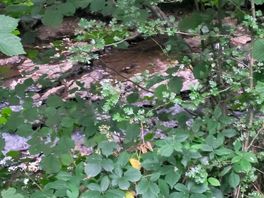 Stream