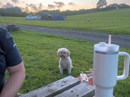 Owners friendly dog