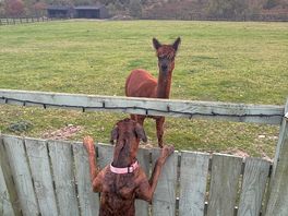 “good morning friend”