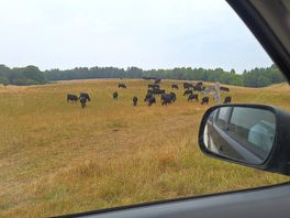 🐄