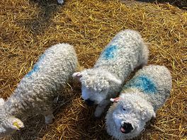 Lambs