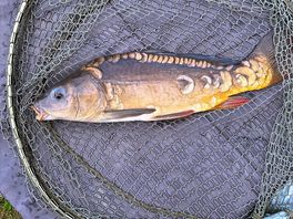 Carp fishing on site