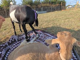 Morning goat cuddles