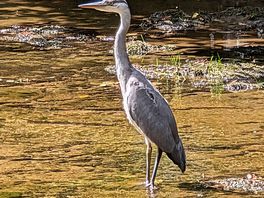 Heron in local river.