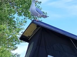 Seagull on roof