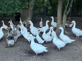 Geese