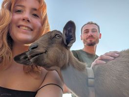 Goats